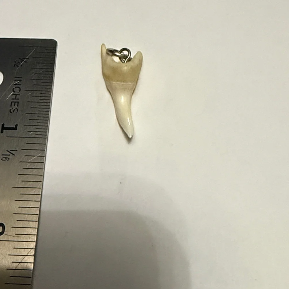 Cream shark tooth Pendant - Picture 2 of 4